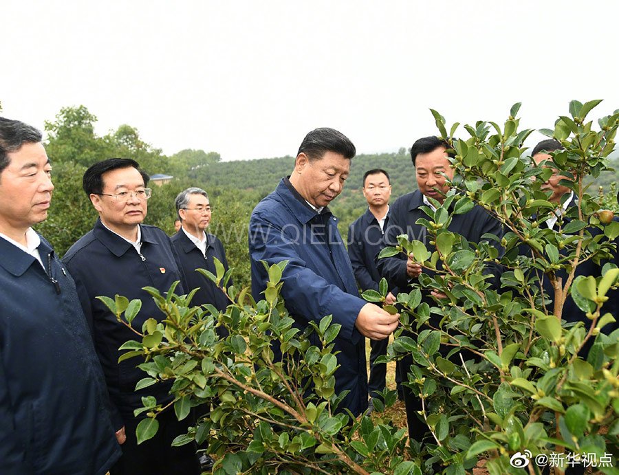 光山油茶籽榨油設(shè)備，山茶籽油榨油機(jī)廠家(圖1)